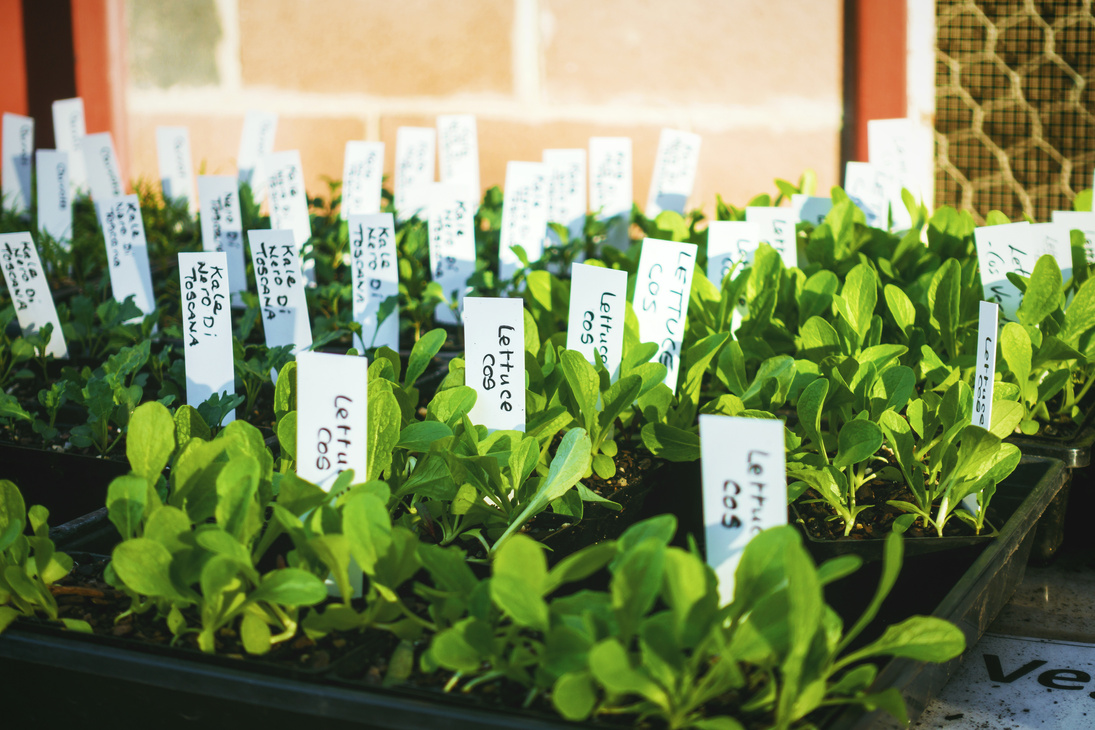 Green Vegetable Seedlings