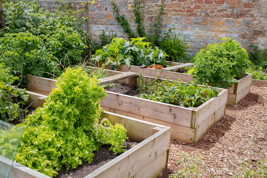 Raised Bed Vegetable & Flower Garden